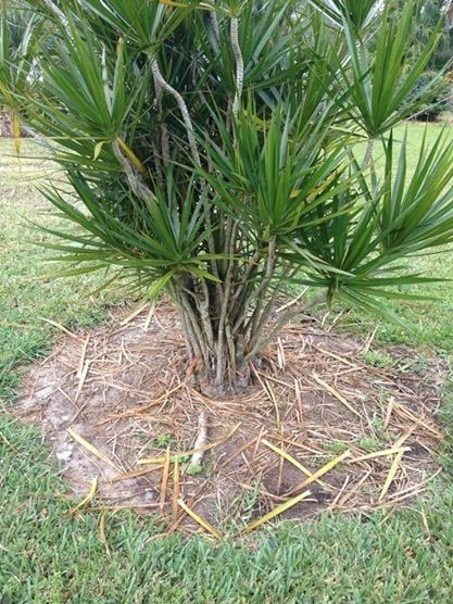 A multi-stemmed palm-like plant sits in a circular bed of dry pine straw surrounded by green lawn grass.