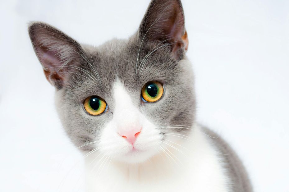 Gato cinza e branco com olhos amarelos, olhando diretamente para o observador.