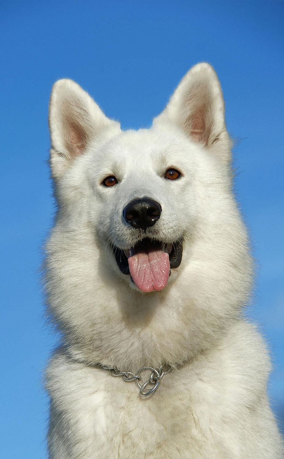 Um cachorro branco de olhos castanhos e língua rosa sorri diante de um céu azul.