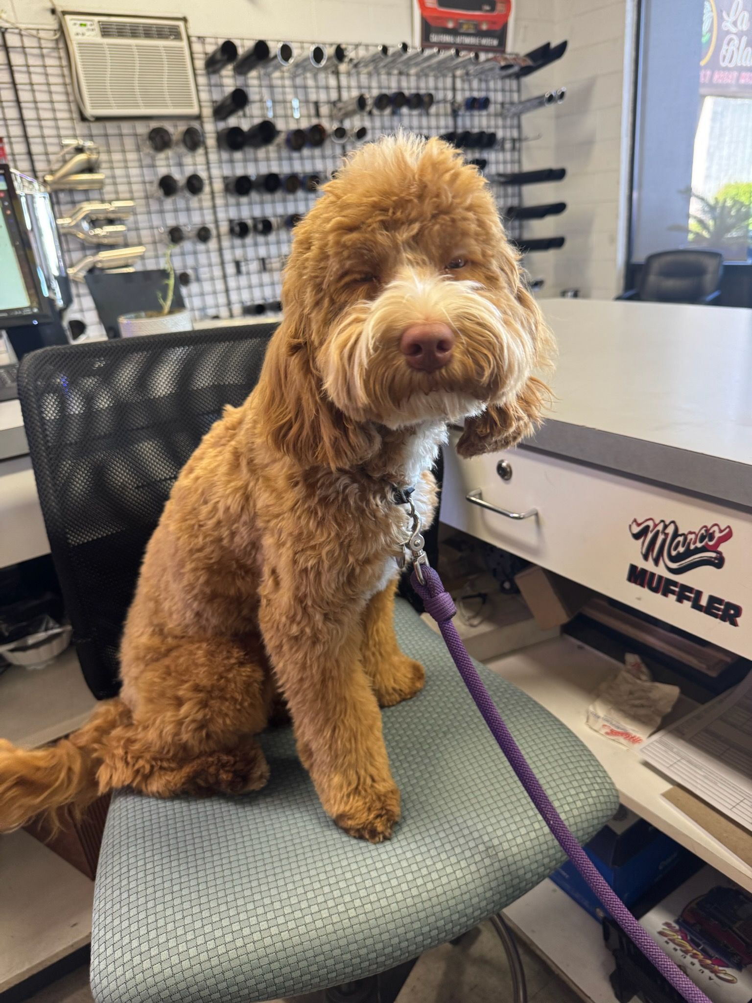A curly-haired, golden-brown dog sits on an office chair in a muffler shop, looking toward the camera.