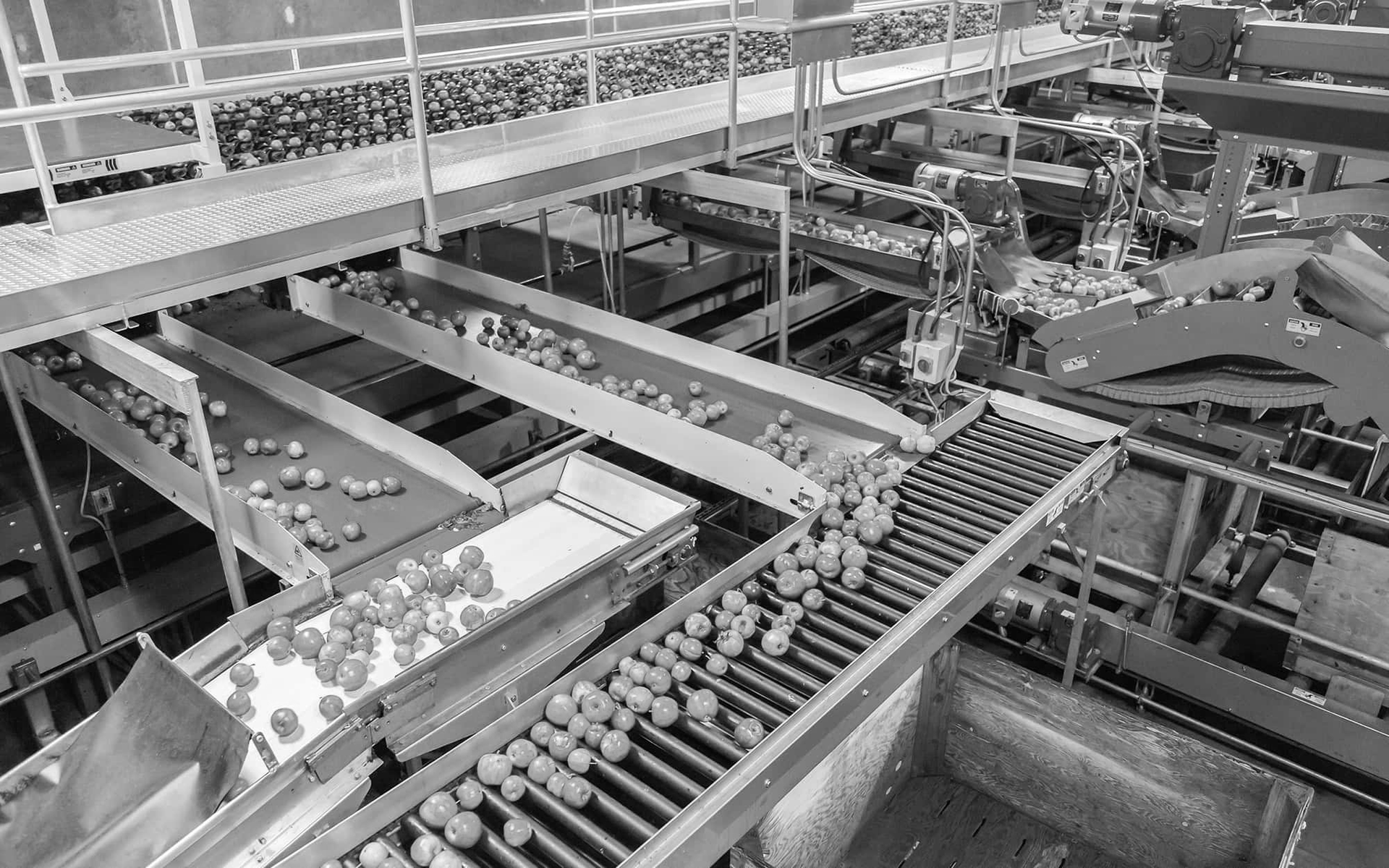Factory conveyor system moving small white items along metal belts in an industrial facility