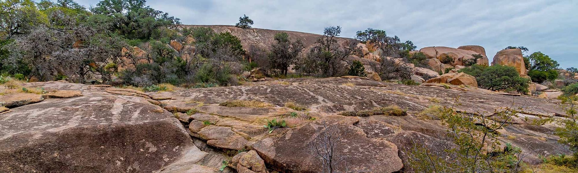 There are a lot of rocks and trees in the background.