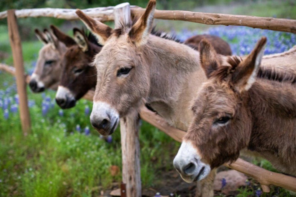 A group of donkeys standing next to each other behind a wooden fence.