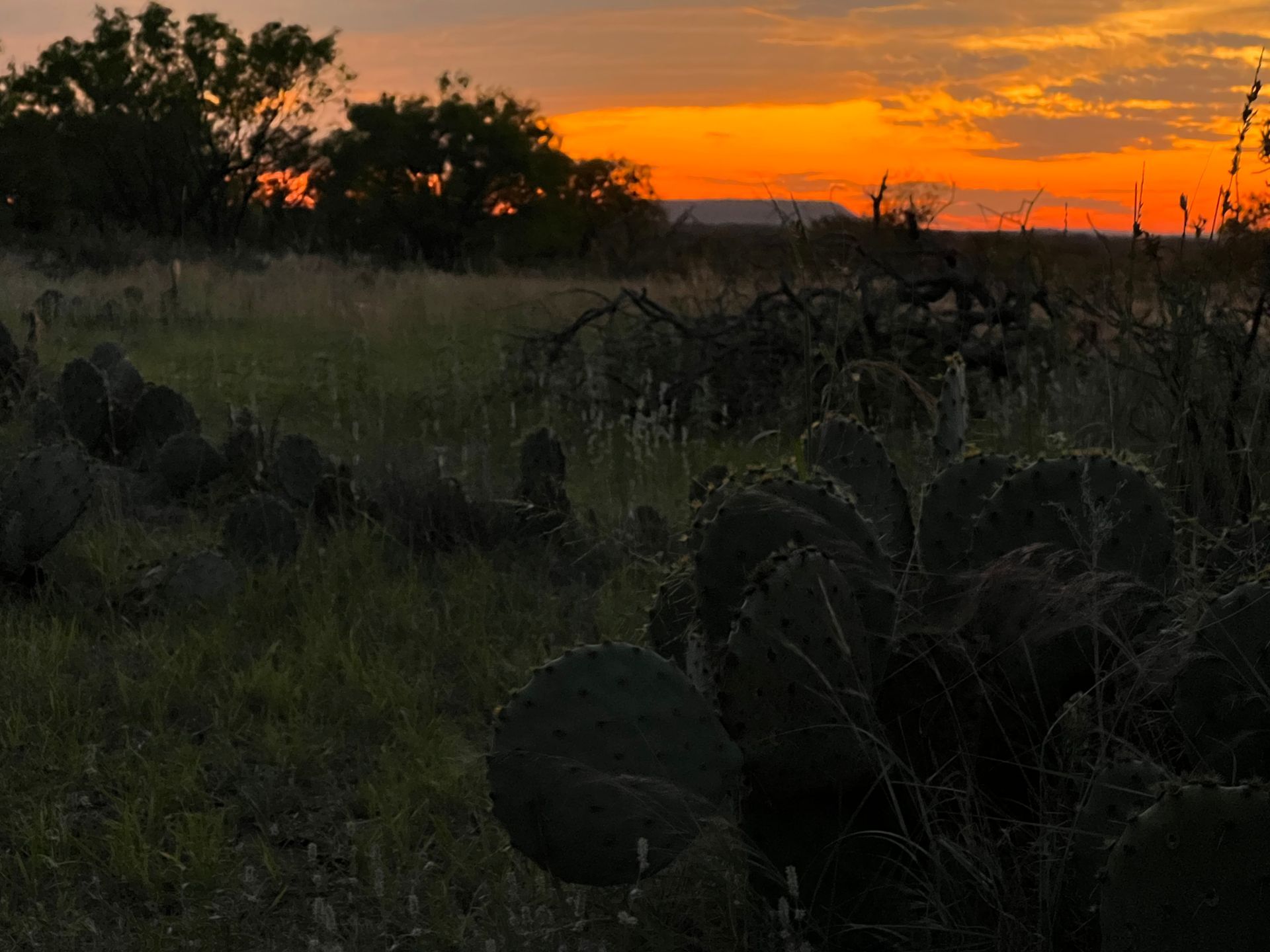 A field of cactus with a sunset in the background.