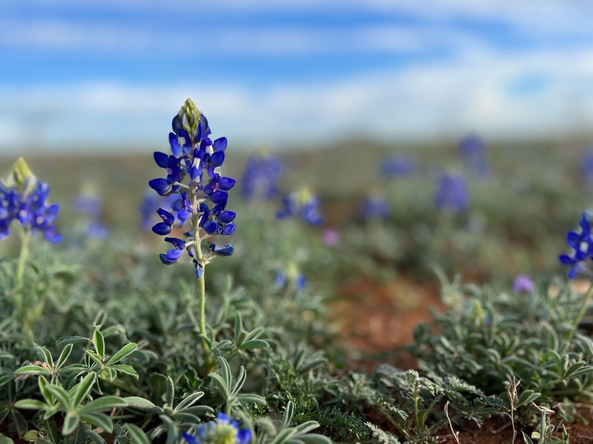 A field of purple flowers with a blue sky in the background.