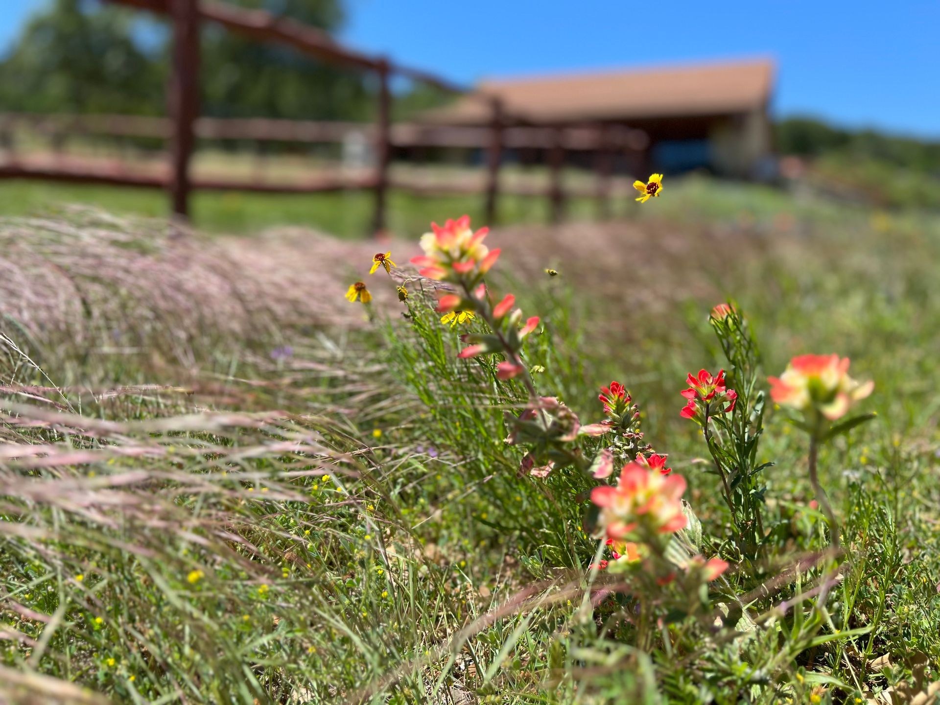 A bunch of flowers are growing in a field with a fence in the background.