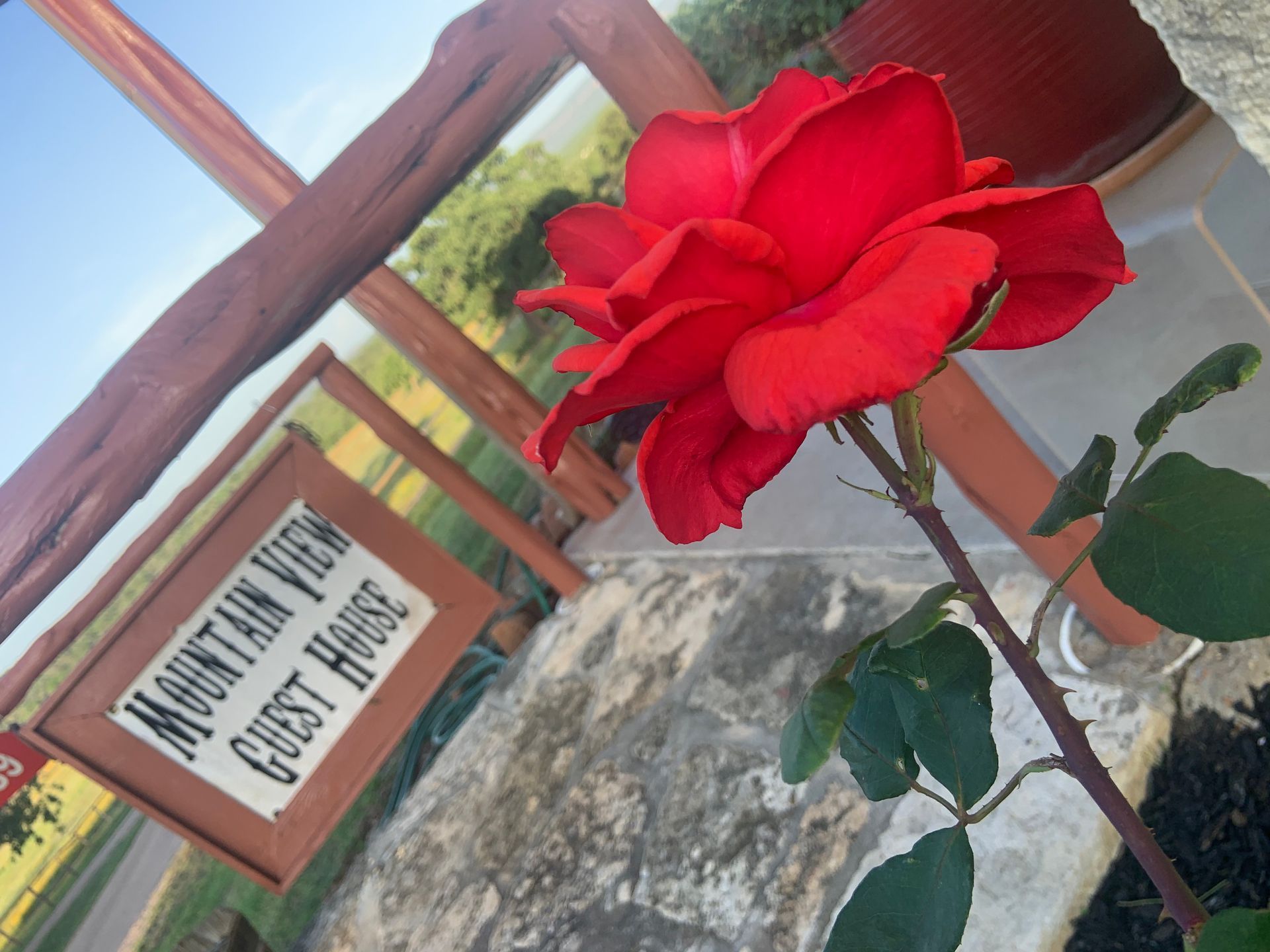 A red rose is in front of a mountain view guest house sign