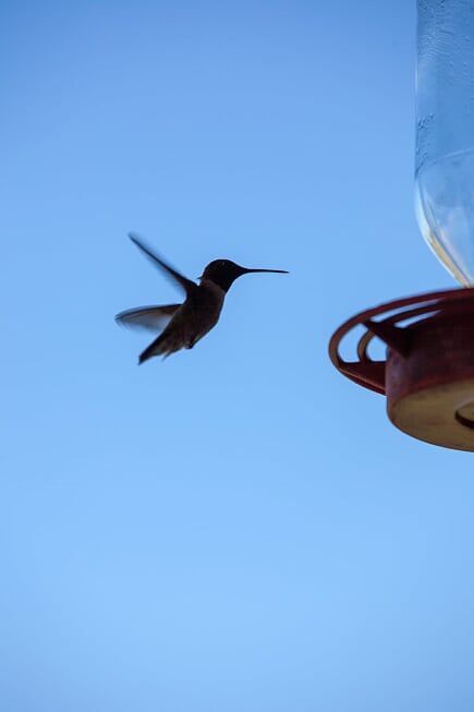 A hummingbird is flying over a bird feeder in the sky.