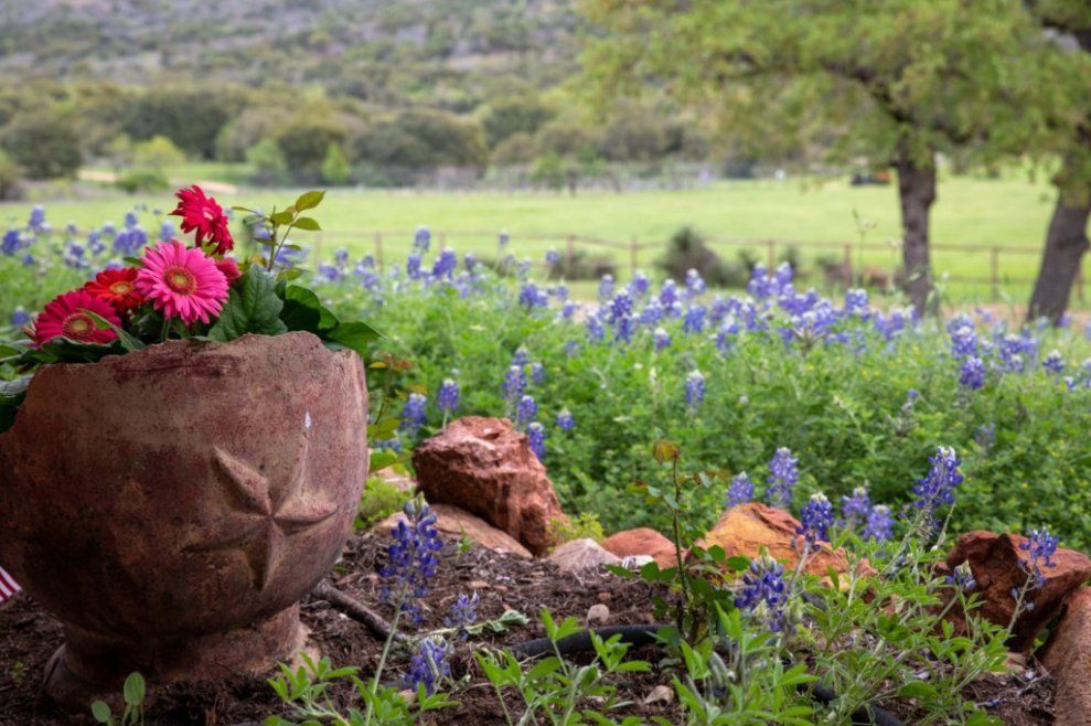 A planter filled with flowers is sitting in the middle of a field of flowers.