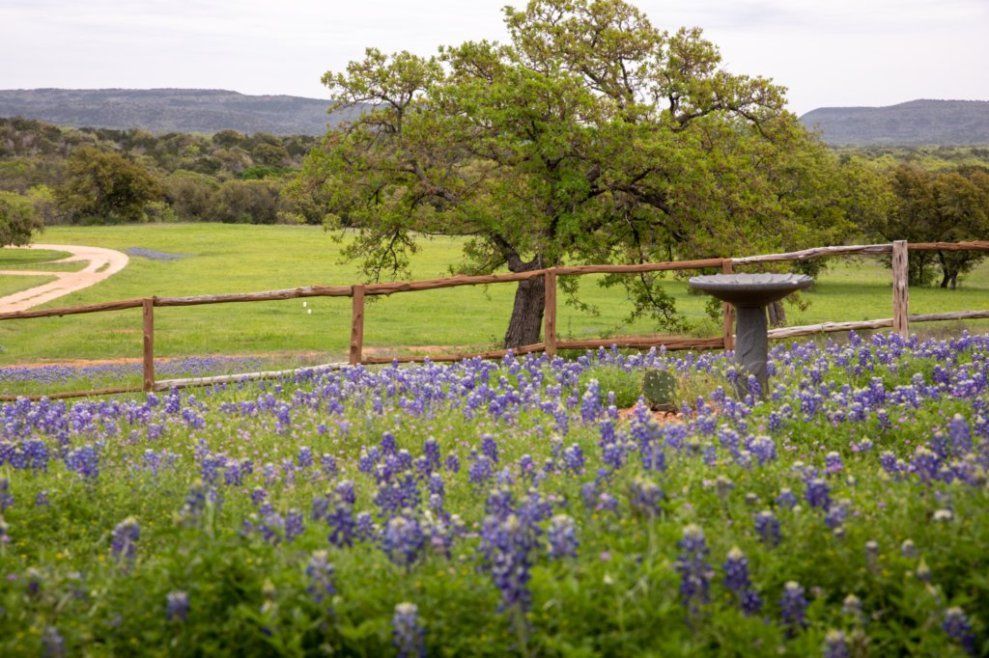 There is a bird bath in the middle of a field of purple flowers.