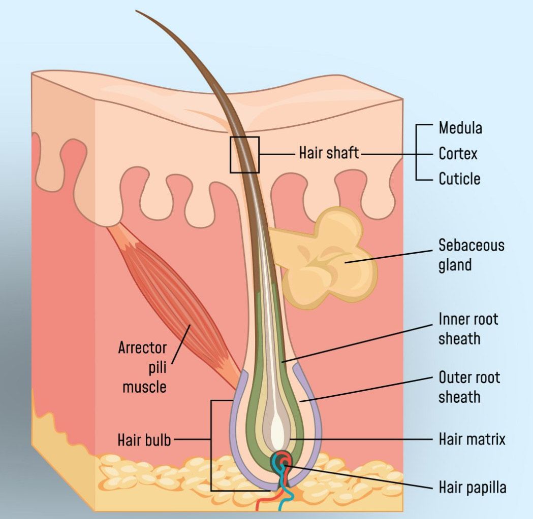 A diagram of a hair shaft with the words hair bulb and hair papilla