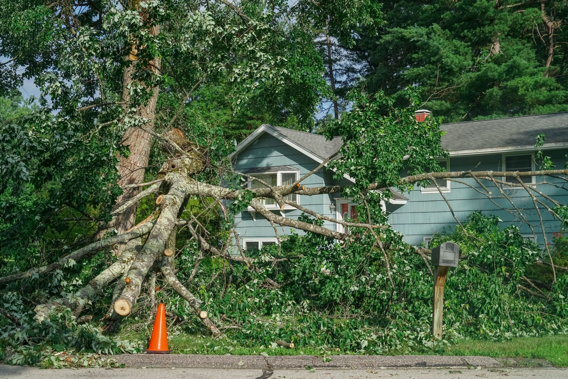 Fallen tree debris covering a blue house; an orange cone visible.