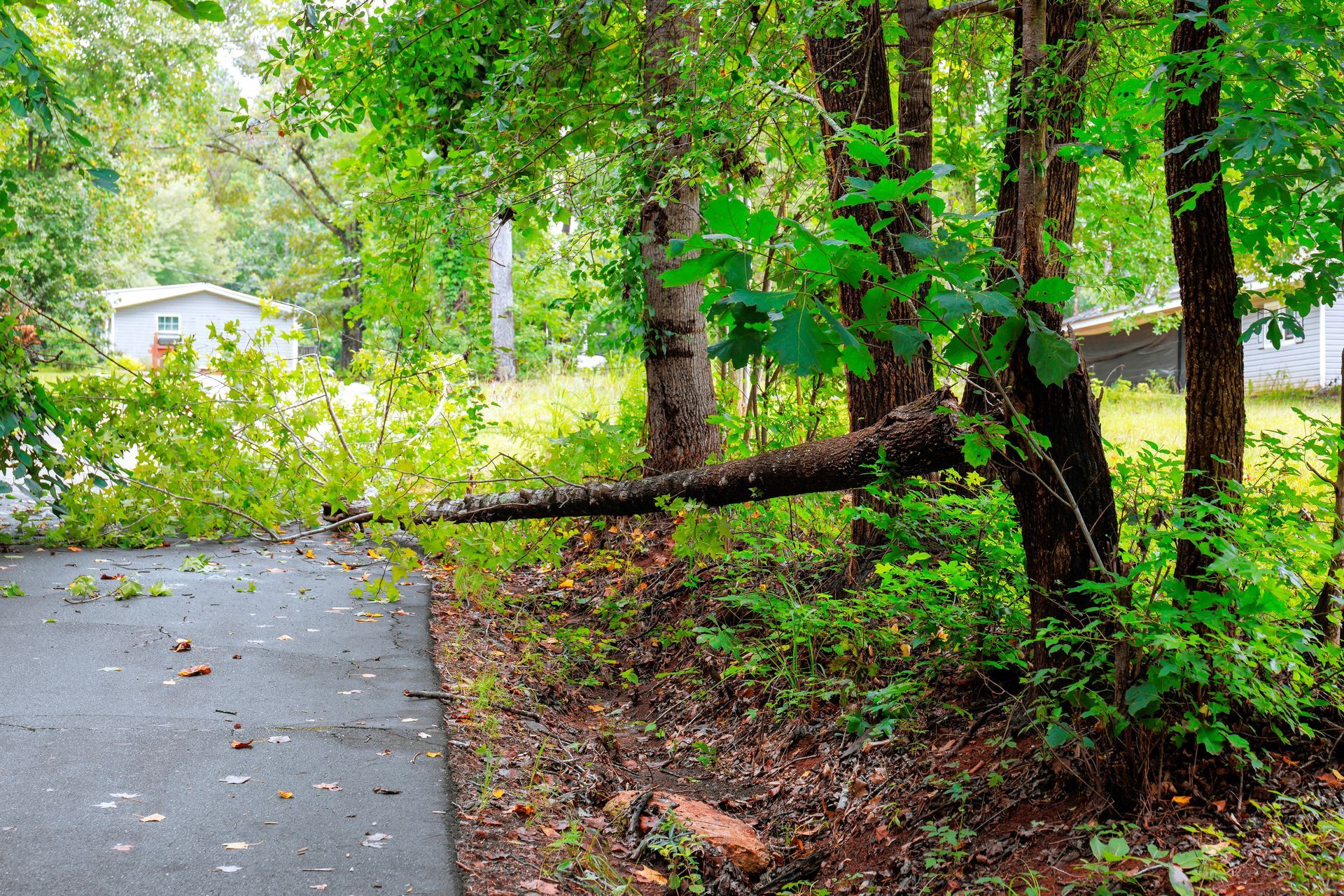 Fallen tree branch blocks a paved road, surrounded by trees and green foliage near a residential area.