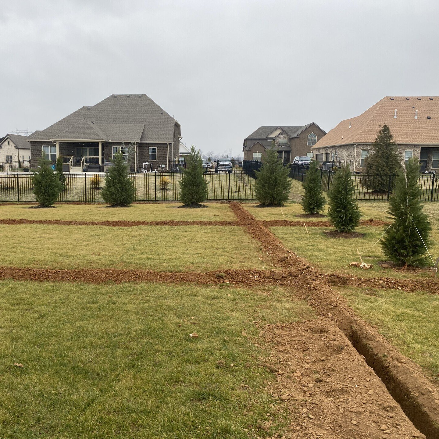 Newly planted young trees in a grassy suburban field with houses in the background