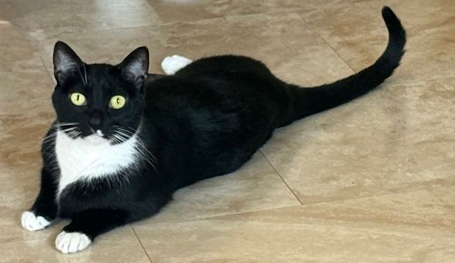 Gray cat with yellow eyes and pink nose, centered in a soft oval frame with pastel circles