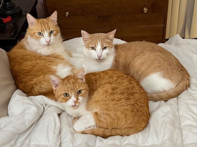 Three orange-and-white cats curled together on a white bed in a cozy bedroom