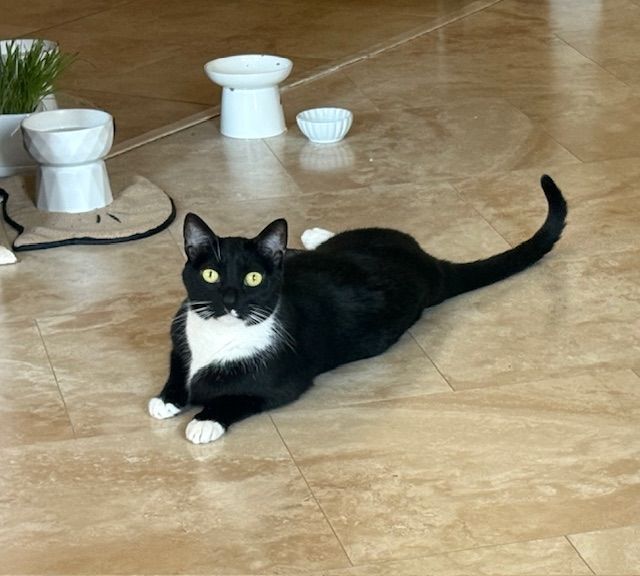 Black-and-white cat lounging on a tile floor beside small ceramic stools and bowls.