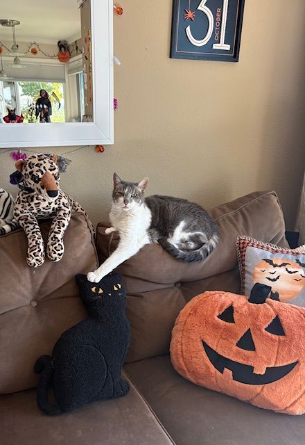 Cat lounging on a couch with Halloween decorations, including a black cat plush and orange jack-o'-lantern pillow.