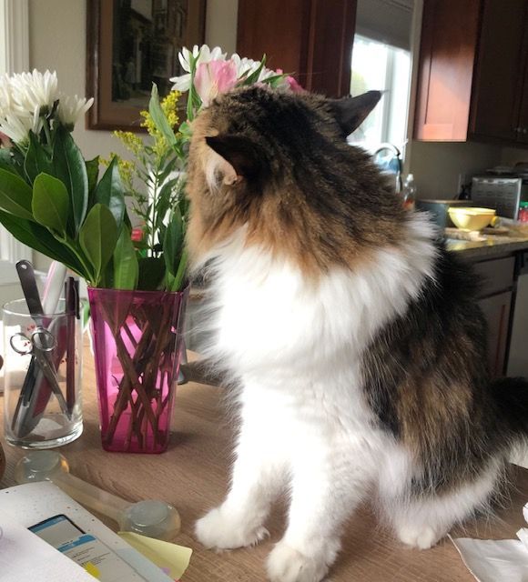 Fluffy cat sitting on a table beside a vase of colorful flowers in a kitchen.