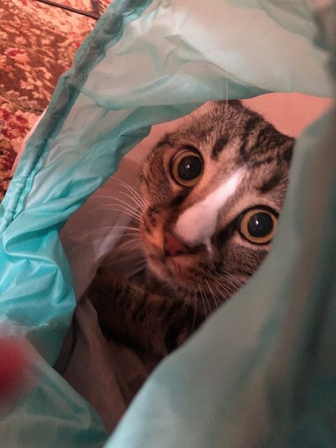 Curious tabby cat peeking out from inside a turquoise plastic bag.