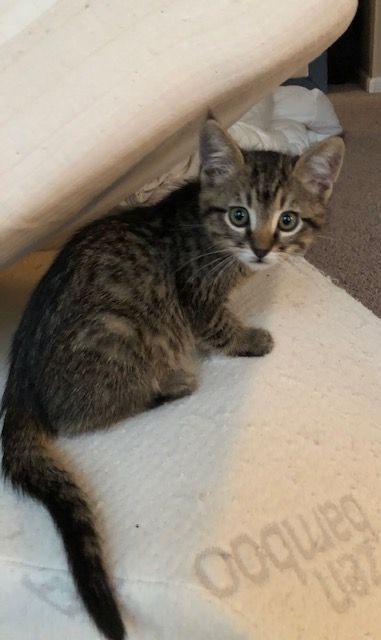 Small tabby kitten sitting on a beige carpet, looking up with wide eyes.