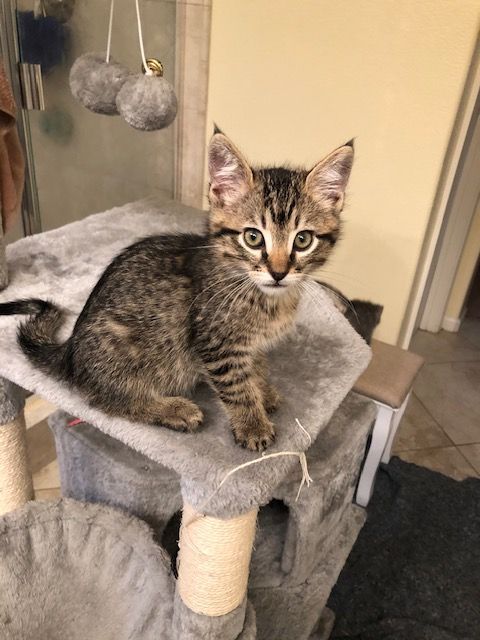 Tabby kitten sitting on a gray cat tree, looking at the camera.