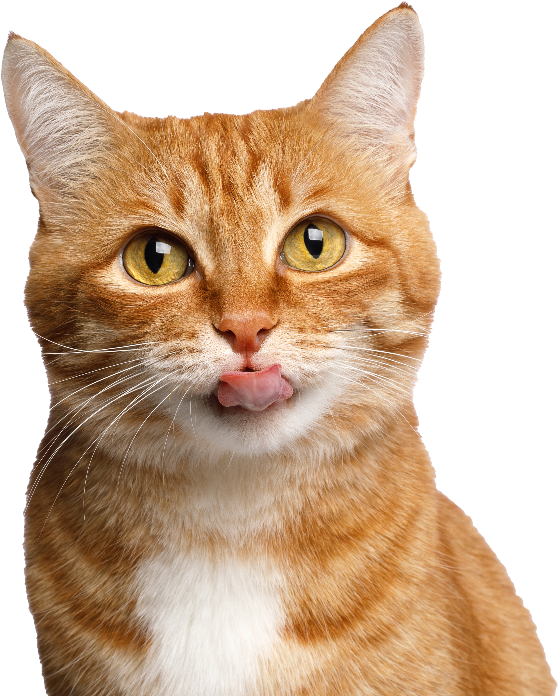 Orange tabby cat with white chest.