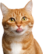 Orange tabby cat with white chest.