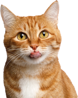 Orange tabby cat with white chest.