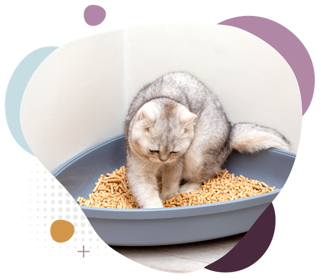 Gray kitten in a lavender litter box on tan litter, head lowered and paw raised, with pastel circles around it