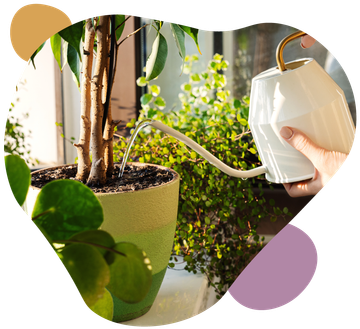 Hand watering a potted indoor plant near a sunny window.