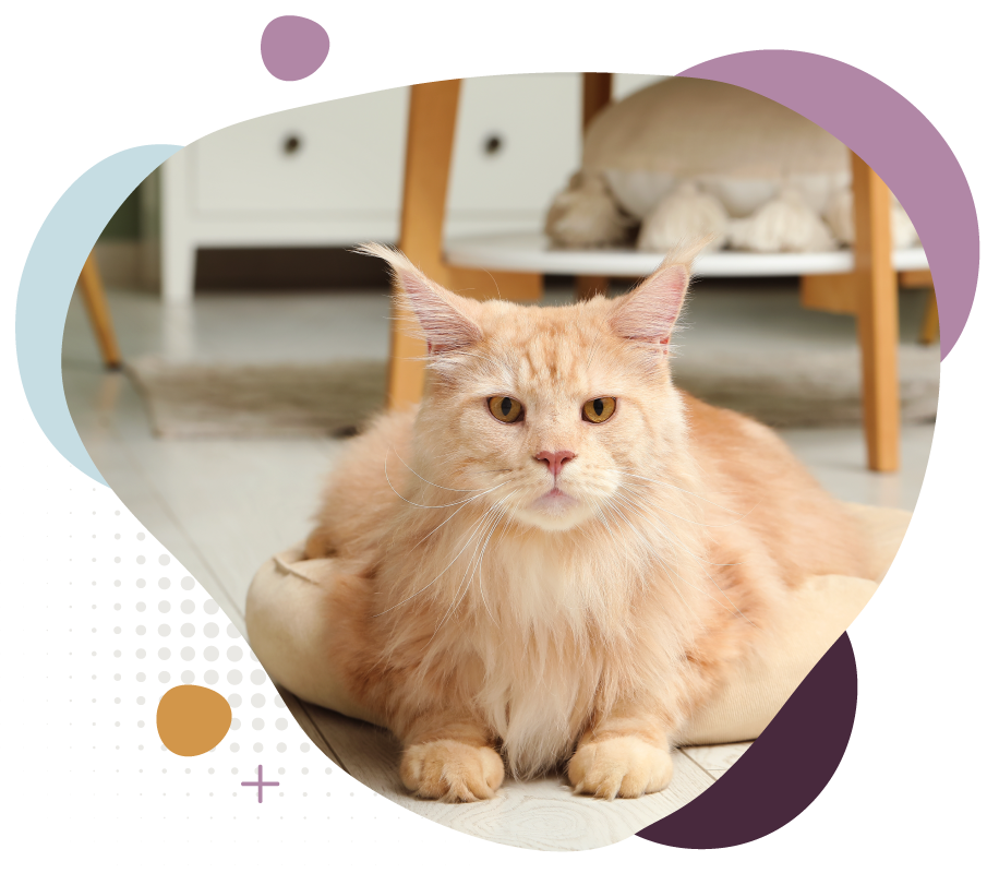 Fluffy orange cat lying on a rug in a cozy room, framed by pastel decorative shapes