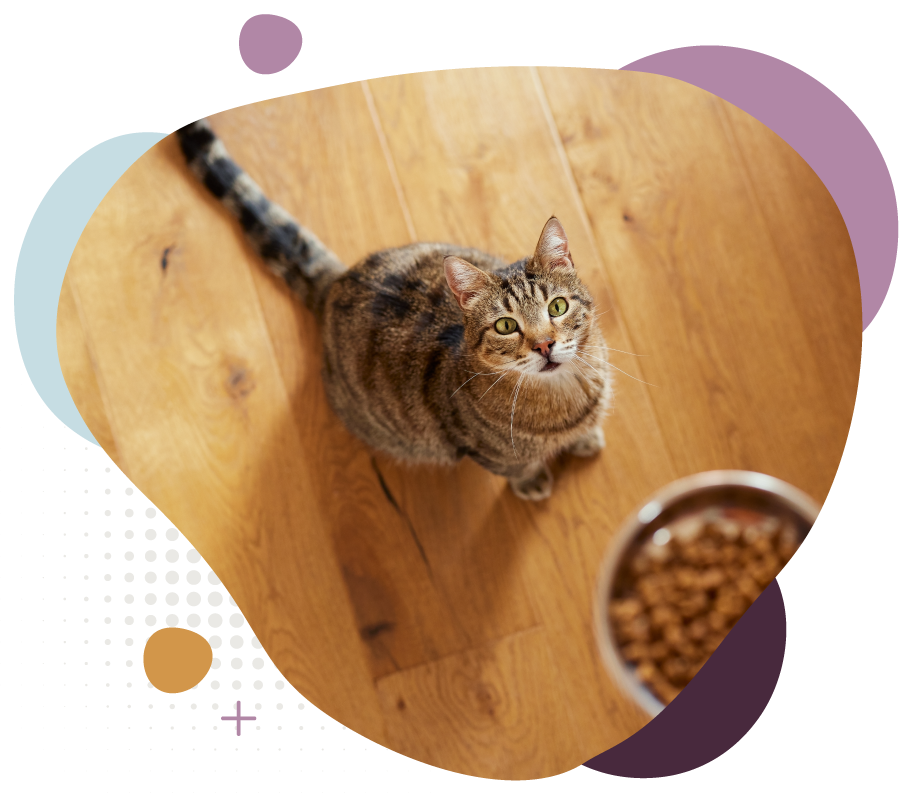 Tabby cat looking up on a wooden floor beside a bowl of kibble