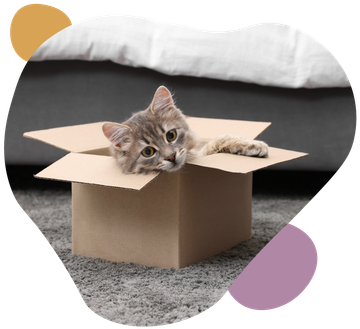 Gray tabby cat lounging in an open cardboard box on a dark couch with a white pillow behind it