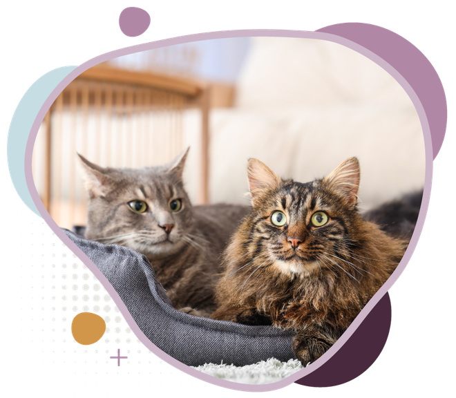 Two fluffy cats, gray and brown, relaxing together in a cozy bed.