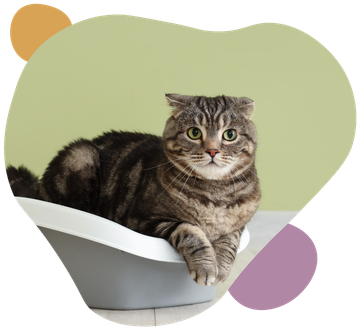 Tabby cat lounging in a white chair against a soft green background.