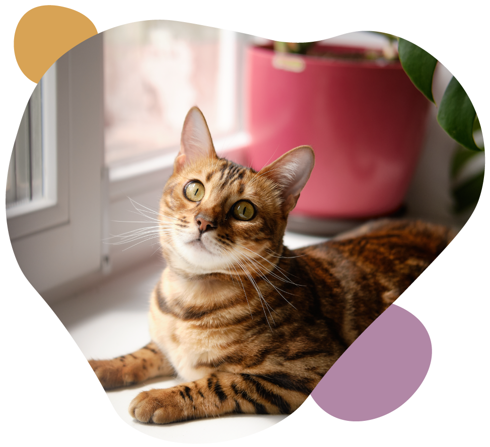 Brown tabby cat lying by a window, looking up, with pastel circles around the frame