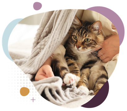 Tabby cat tucked under a soft blanket.