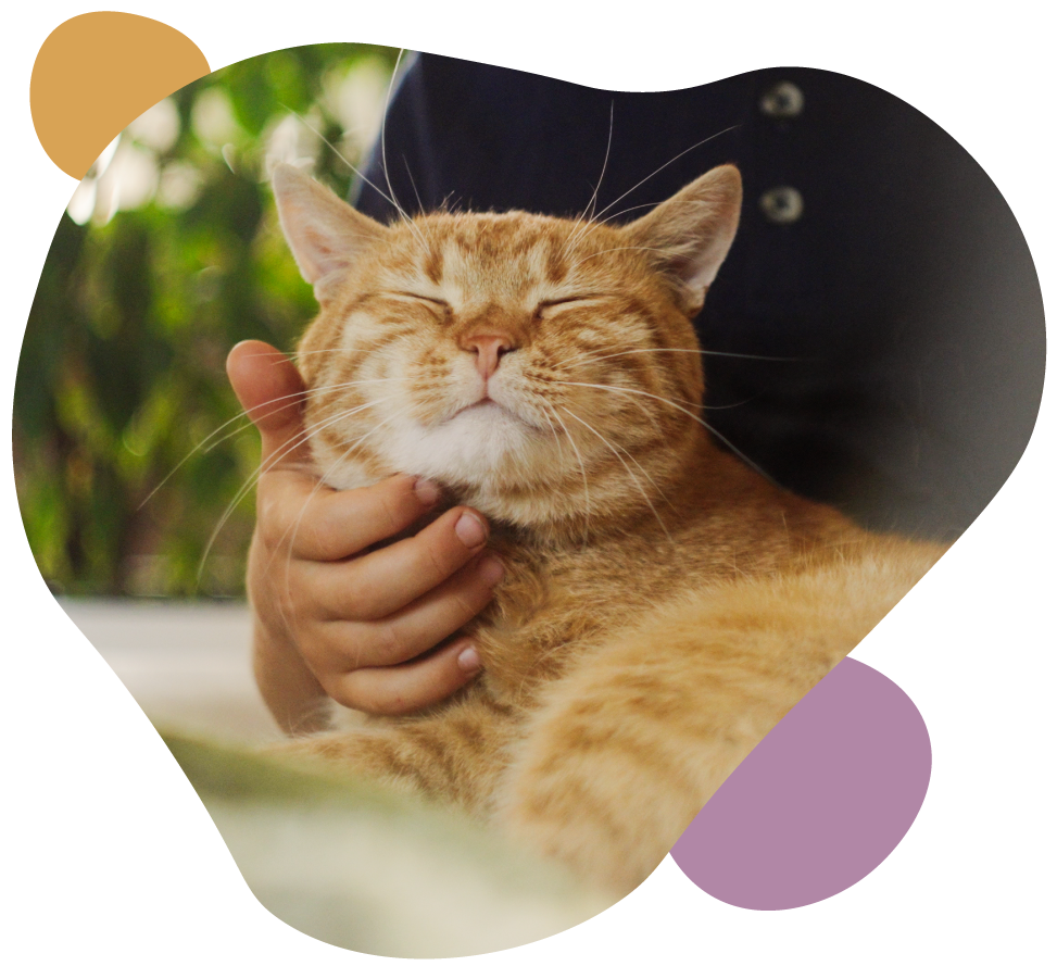 Orange tabby cat enjoying a chin scratch, eyes closed, with a blurred outdoor background.