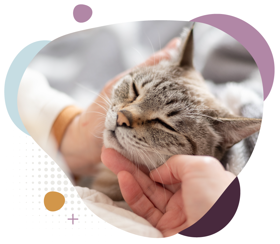 Person gently petting a relaxed tabby cat with eyes closed.