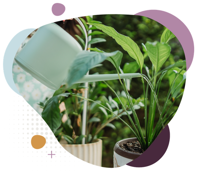 Watering can pouring water onto a potted green houseplant in a decorative heart-shaped frame