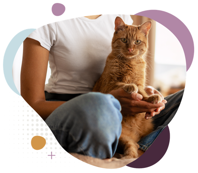 Person holding an orange tabby cat on their lap.