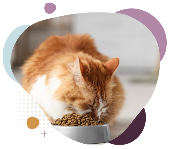 Orange-and-white cat eating kibble from a bowl, framed by pastel circles.