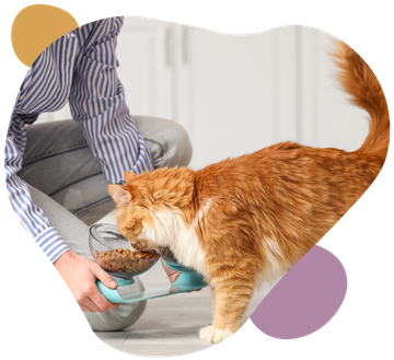 Person pours cat food into a bowl as an orange cat eats on the floor.