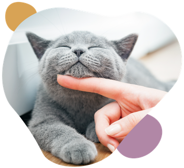 Gray cat enjoying chin scratch from a hand.