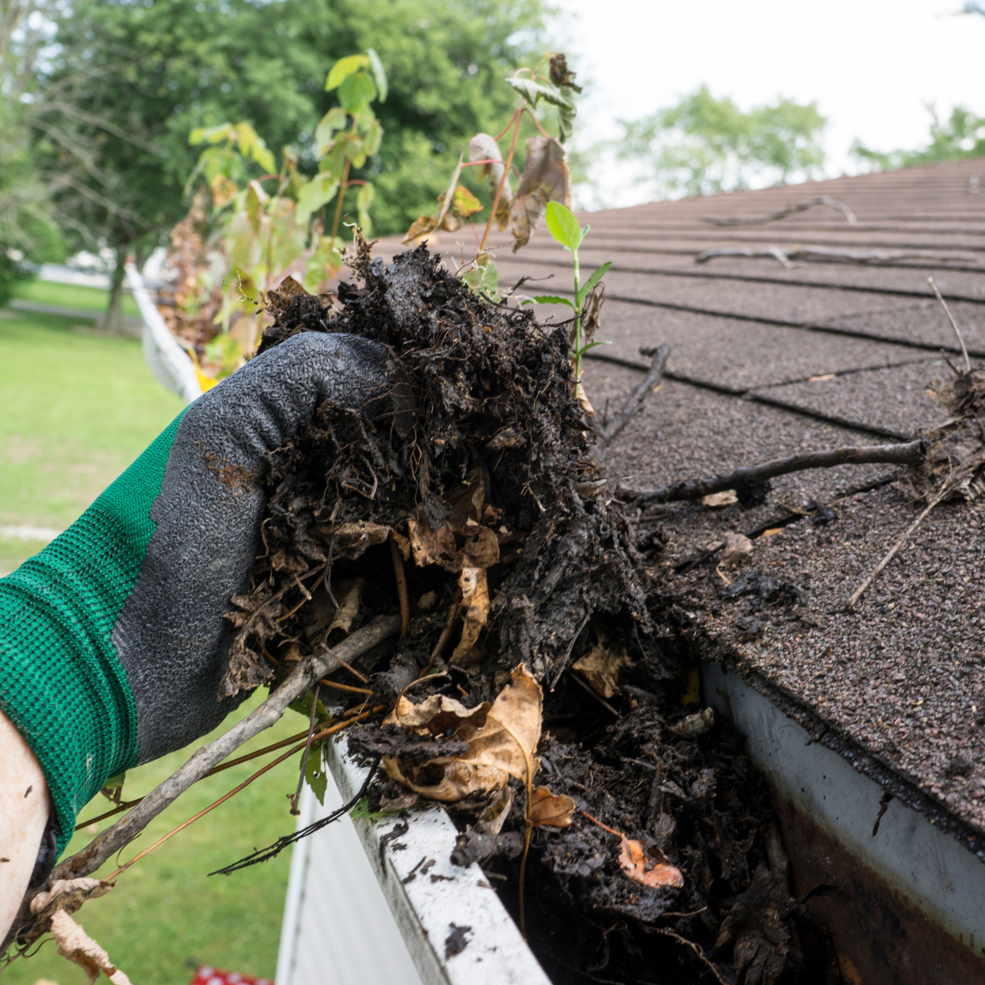 Gloved hand removing leaves and debris from a clogged rooftop gutter.