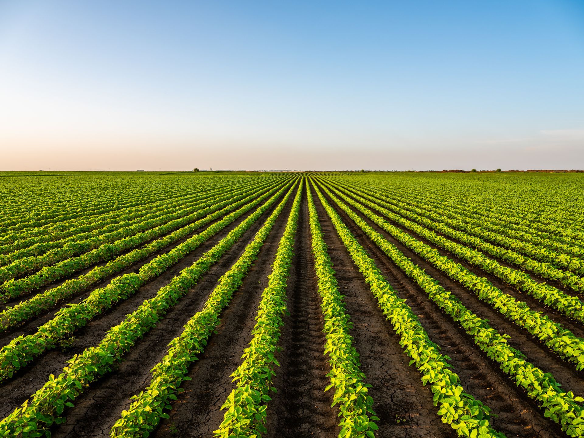 Neat rows of green crops stretching across a flat field under a clear blue sky