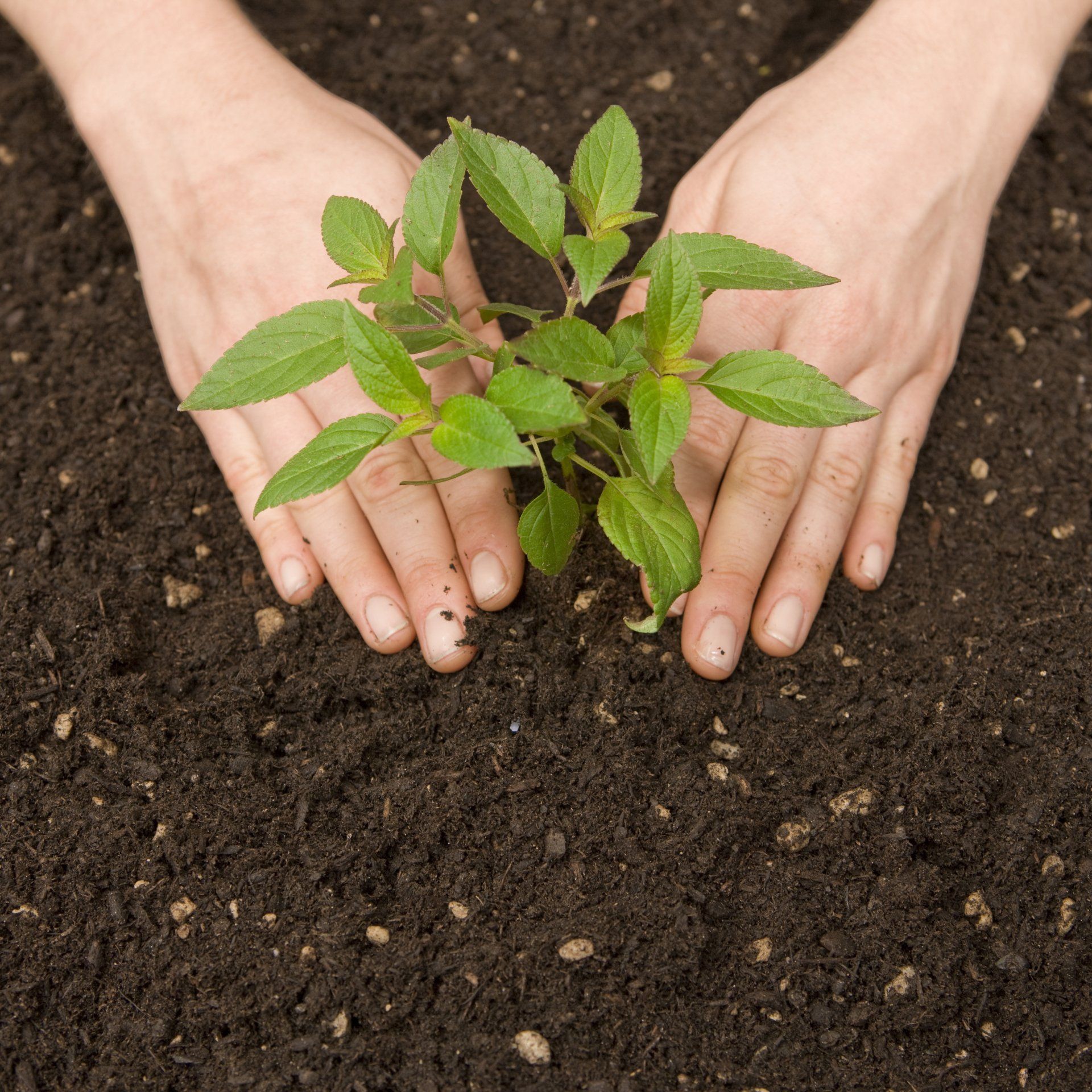 Planting tree — Denver, CO — Complete Tree Care
