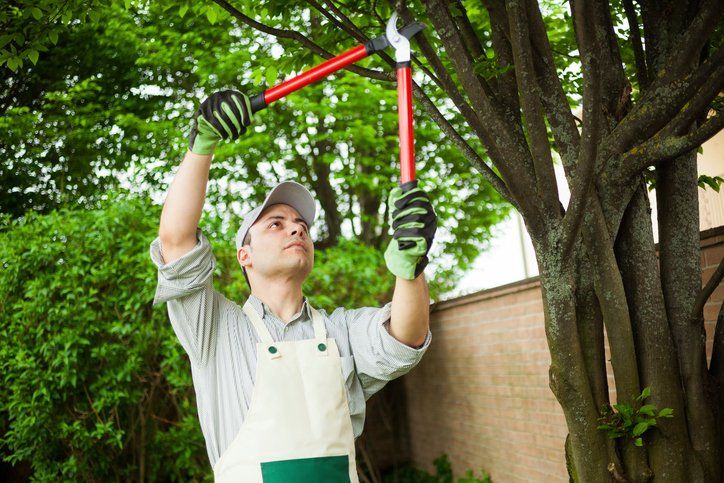 Tree pruning — Denver, CO — Complete Tree Care