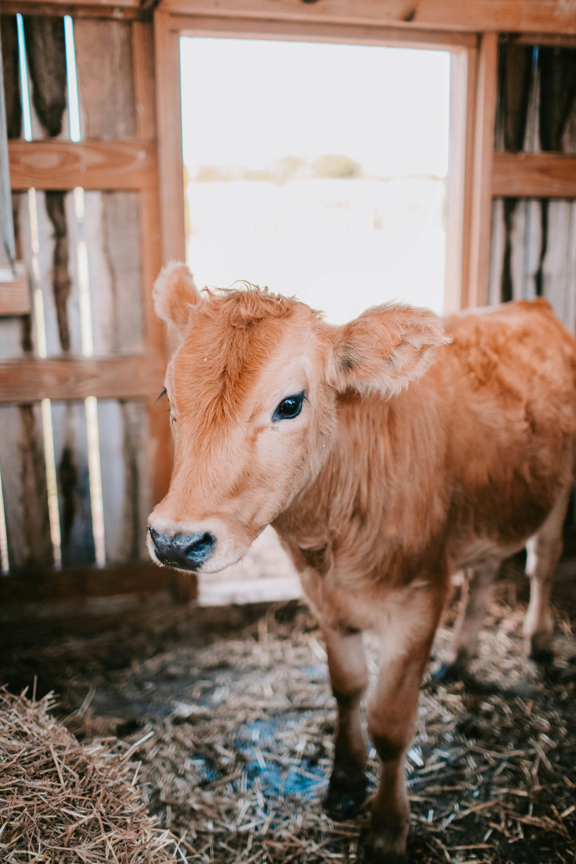 A baby cow.